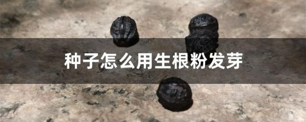 种子怎么用生根粉发芽