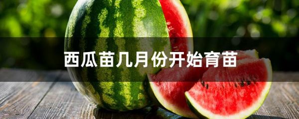 西瓜苗几月份开始育苗