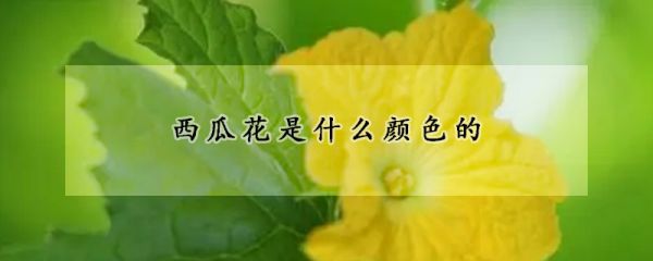 西瓜花是什么颜色的