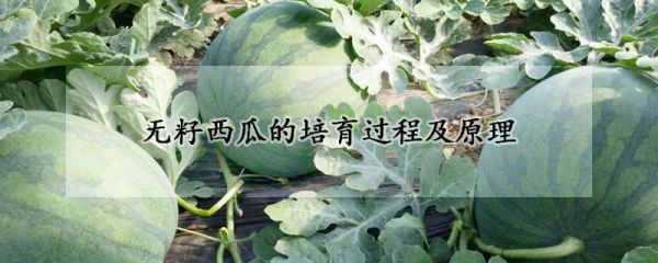 无籽西瓜的培育过程及原理