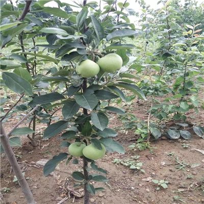 水蜜桃苹果苗、南方种植水蜜桃苹果苗