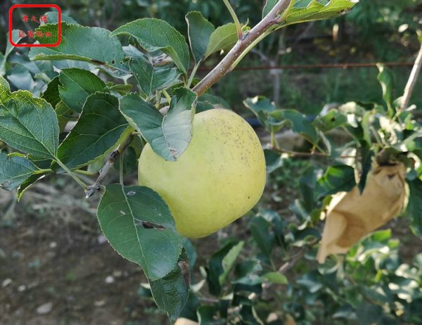 水蜜桃苹果苗种植技术 水蜜桃苹果苗价格