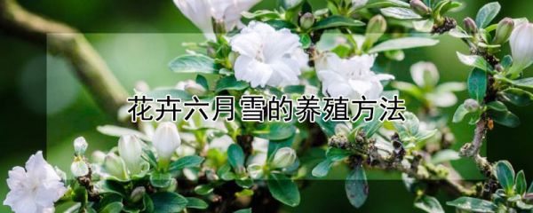 花卉六月雪的养殖方法