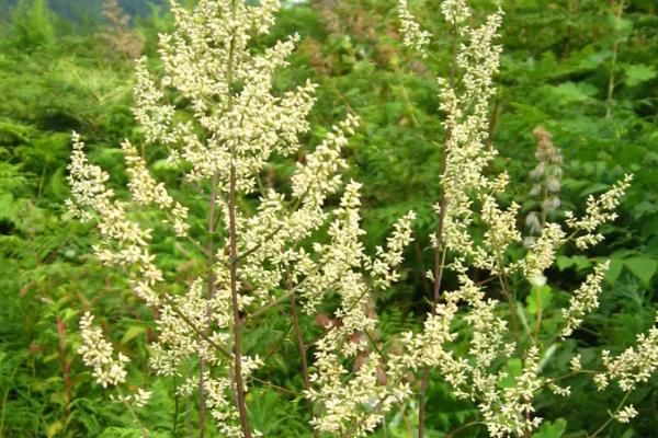 怎么种植六月霜，选择肥沃、疏松透气的微酸性土壤种植