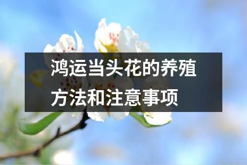 鸿运当头花的养殖方法和注意事项