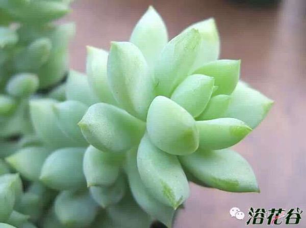 玉珠帘Sedum morganianum