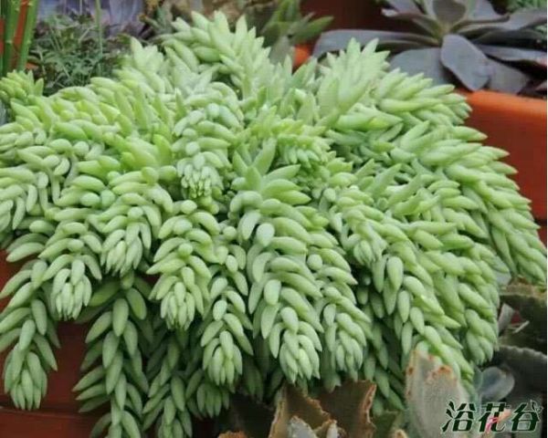 玉珠帘Sedum morganianum