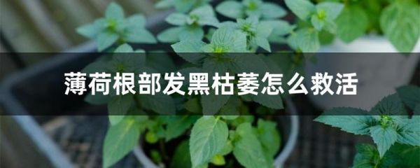 薄荷根部发黑枯萎怎么救活