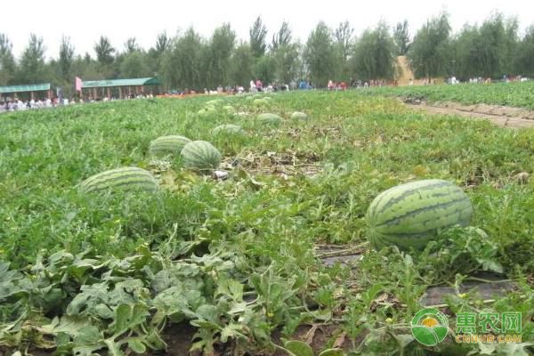 早春红玉西瓜露地种植技术-图片版权归惠农网所有