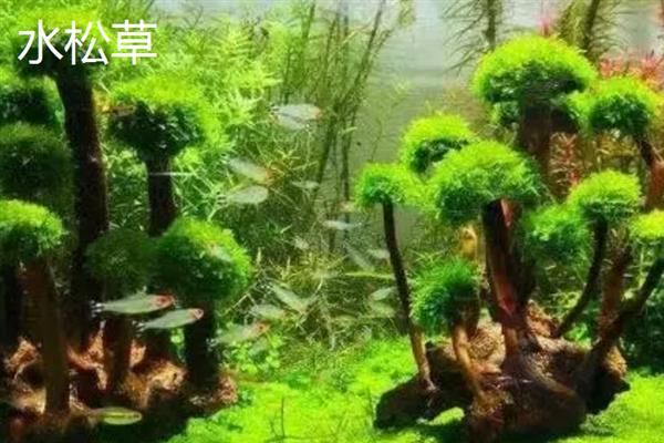 鱼缸养什么植物能净化水，可选择水松草、皇冠草等