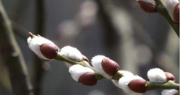 漂亮的年宵花卉银柳，张冠李戴，江南名伶岂是沙漠汉？