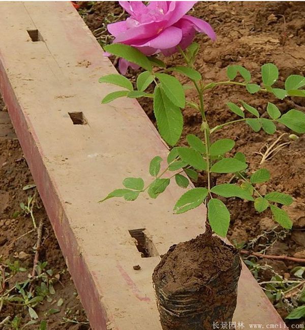 玫瑰花苗图片基地实拍