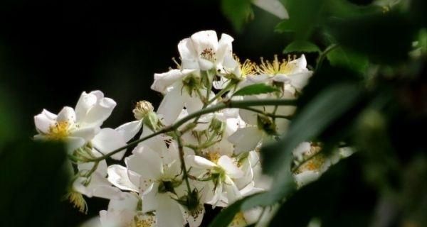 荼蘼花的花语与意义（探秘荼蘼花的象征和寓意）