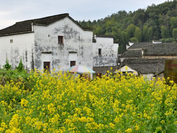 婺源油菜花