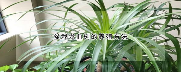 盆栽龙血树的养殖方法