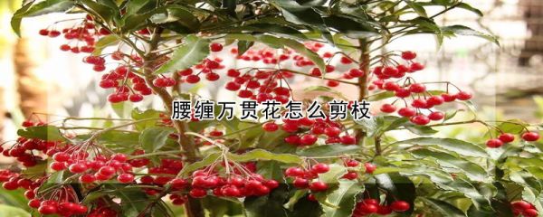 腰缠万贯花怎么剪枝