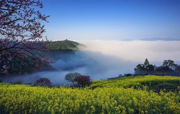 婺源油菜花