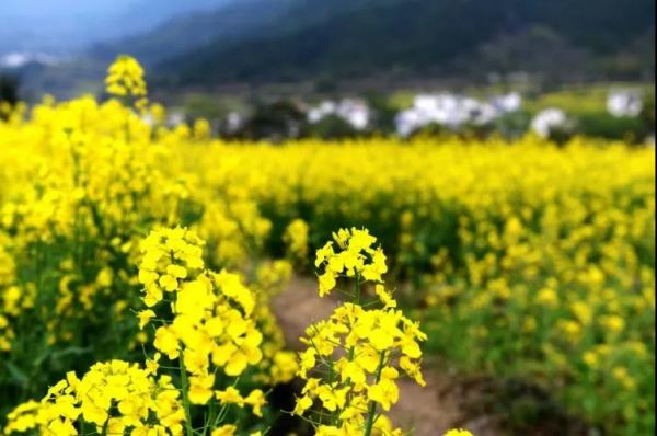 婺源油菜花