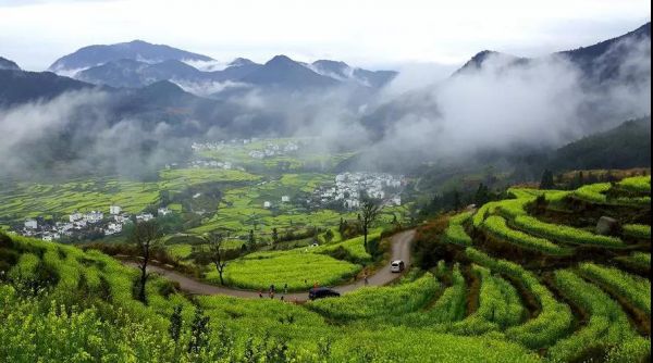 婺源油菜花