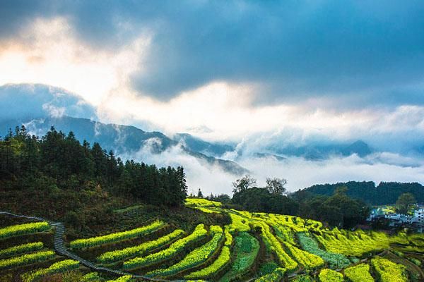 婺源油菜花几月份开花2022 最佳观赏时间