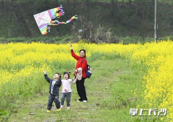 市民在满地金黄的油菜花田里放飞风筝。长沙晚报全媒体记者 罗杰科 摄