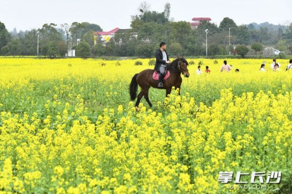 天心区暮云街道许兴村的上百亩油菜花盛放，游客在花田间骑马赏花，甚是惬意。长沙晚报全媒体记者 罗杰科 摄