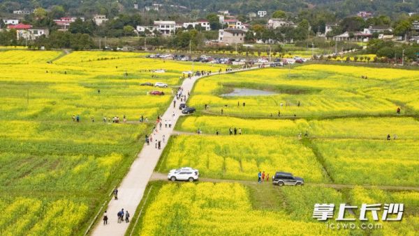 3月14日，天心区暮云街道许兴村的千余亩油菜花盛放，吸引了众多市民游客前来踏青游玩。长沙晚报全媒体记者 罗杰科 摄