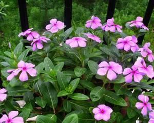 蔓长春花怎么养（蔓长春花种植时间和方法）