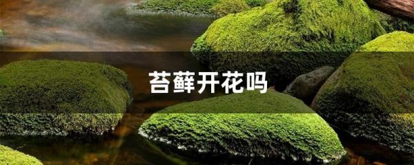 苔藓开花吗