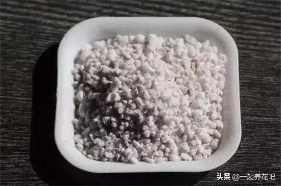 珍珠岩适合养什么花？珍珠岩这么养花好处多多，你早该这样做了