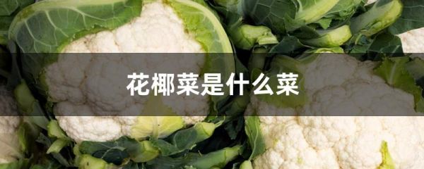 花椰菜是什么菜