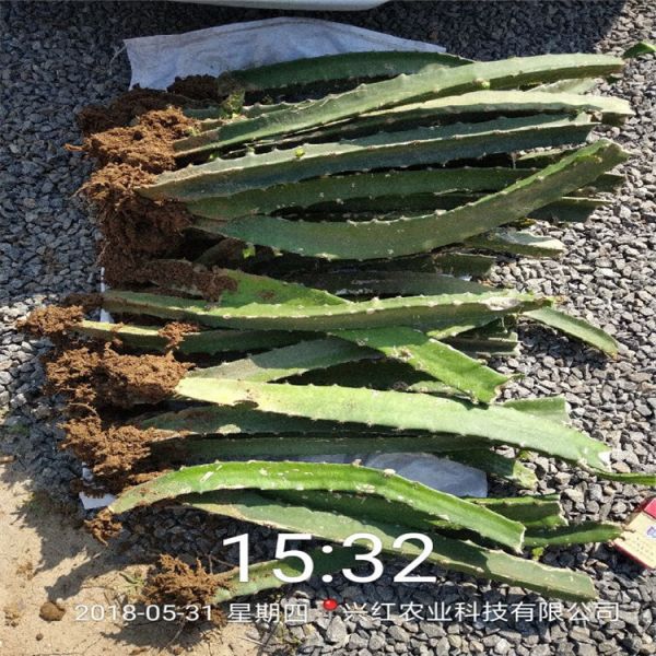 揭阳市火龙果树种植技术