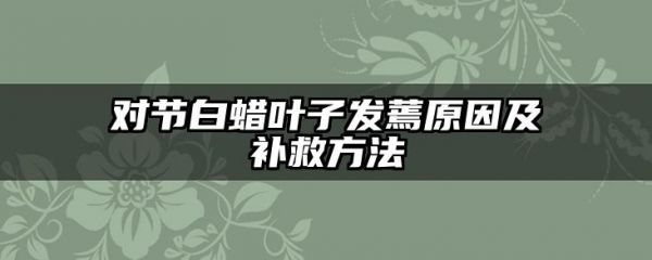 对节白蜡叶子发蔫原因及补救方法