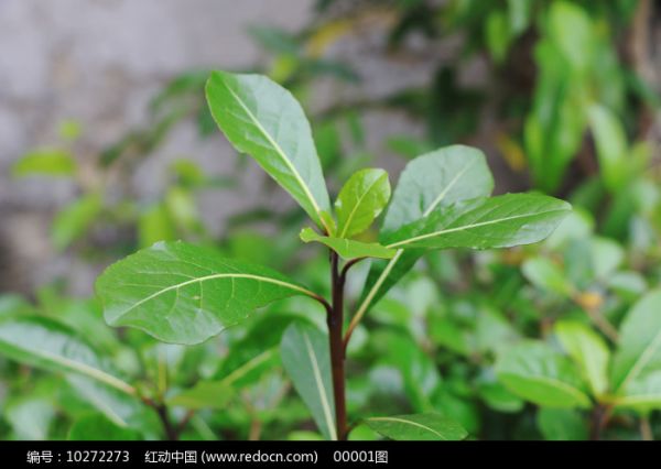 小叶榄仁景观树叶子图片