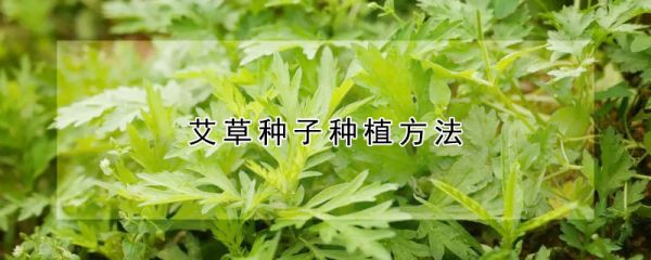 艾草种子种植方法