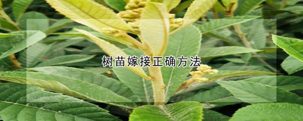 树苗嫁接正确方法