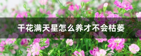 干花满天星怎么养才不会枯萎