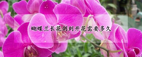 蝴蝶兰长花剑到开花需要多久