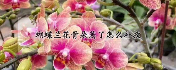 蝴蝶兰花骨朵蔫了怎么补救