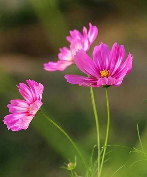 市花——格桑花的象征寓意（格桑花）