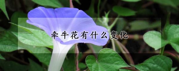 牵牛花有什么变化