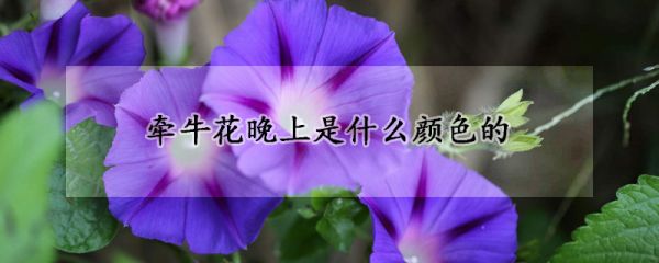 牵牛花晚上是什么颜色的