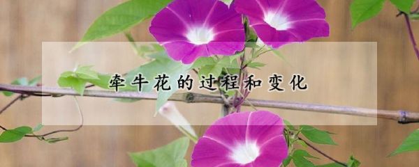 牵牛花的过程和变化