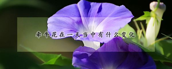 牵牛花在一天当中有什么变化