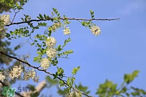 刺槐花的功效与吃法 刺槐花怎么吃