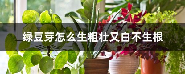 绿豆芽怎么生粗壮又白不生根