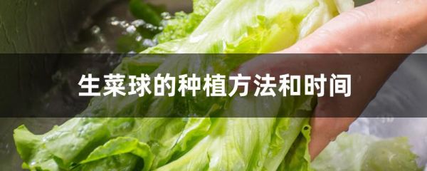 生菜球的种植方法和时间