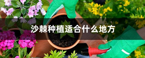 沙棘种植适合什么地方