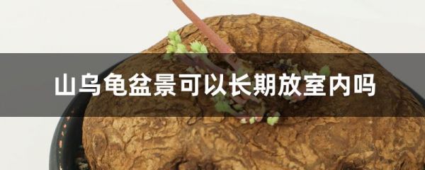 山乌龟盆景可以长期放室内吗