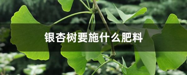 银杏树要施什么肥料